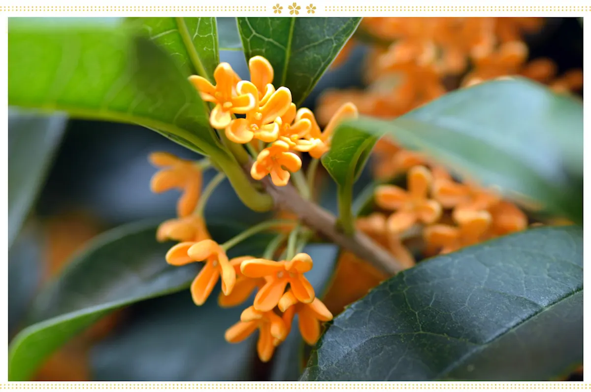 15 Japanese Flower Meanings and Where to Find Them ProFlowers Blog