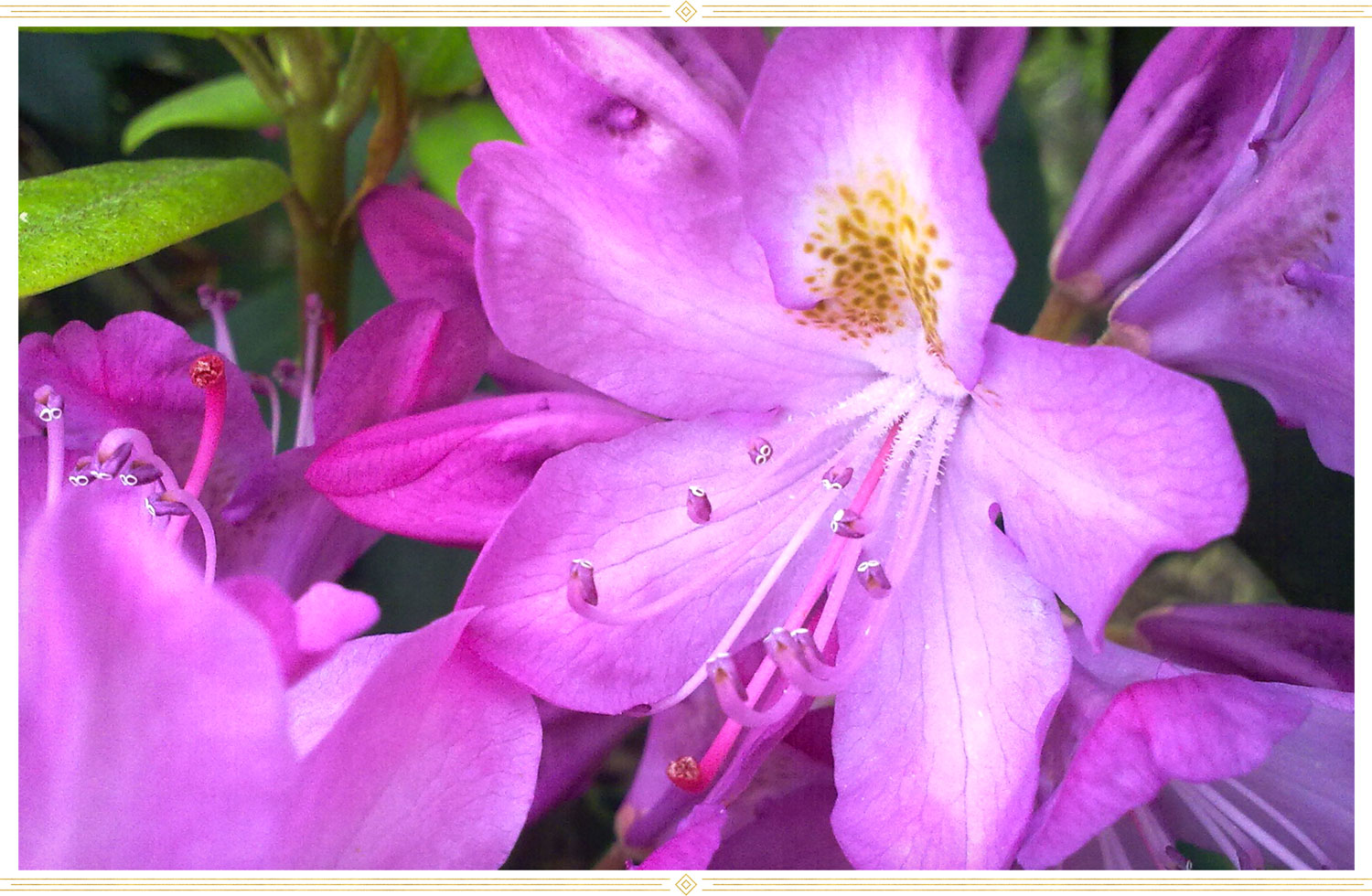 Azalea Care Guide: Growing Information + Tips - ProFlowers Blog