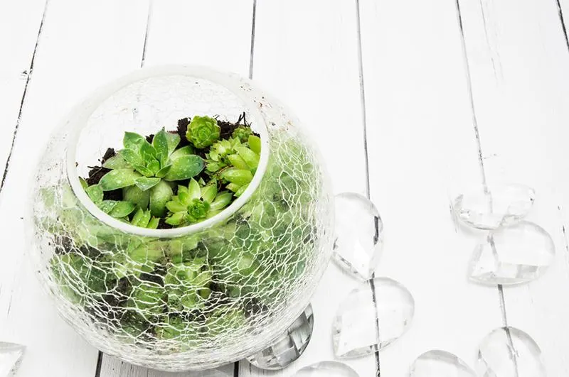 succulent-terrarium-in-glass-bowl