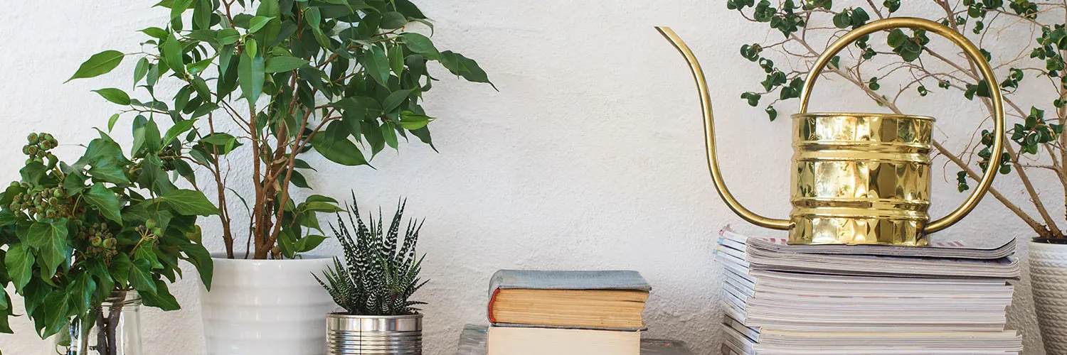 The Best Houseplant for Your Lifestyle