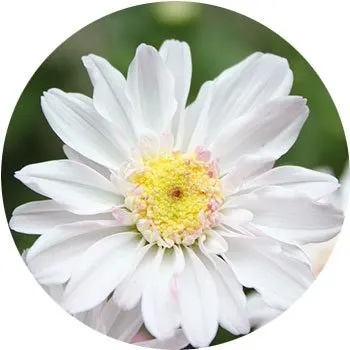 white-chrysanthemum