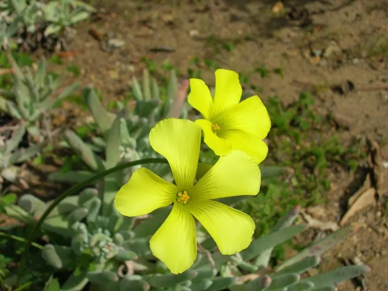 The 15 Best Botanical Gardens in California - ProFlowers Blog