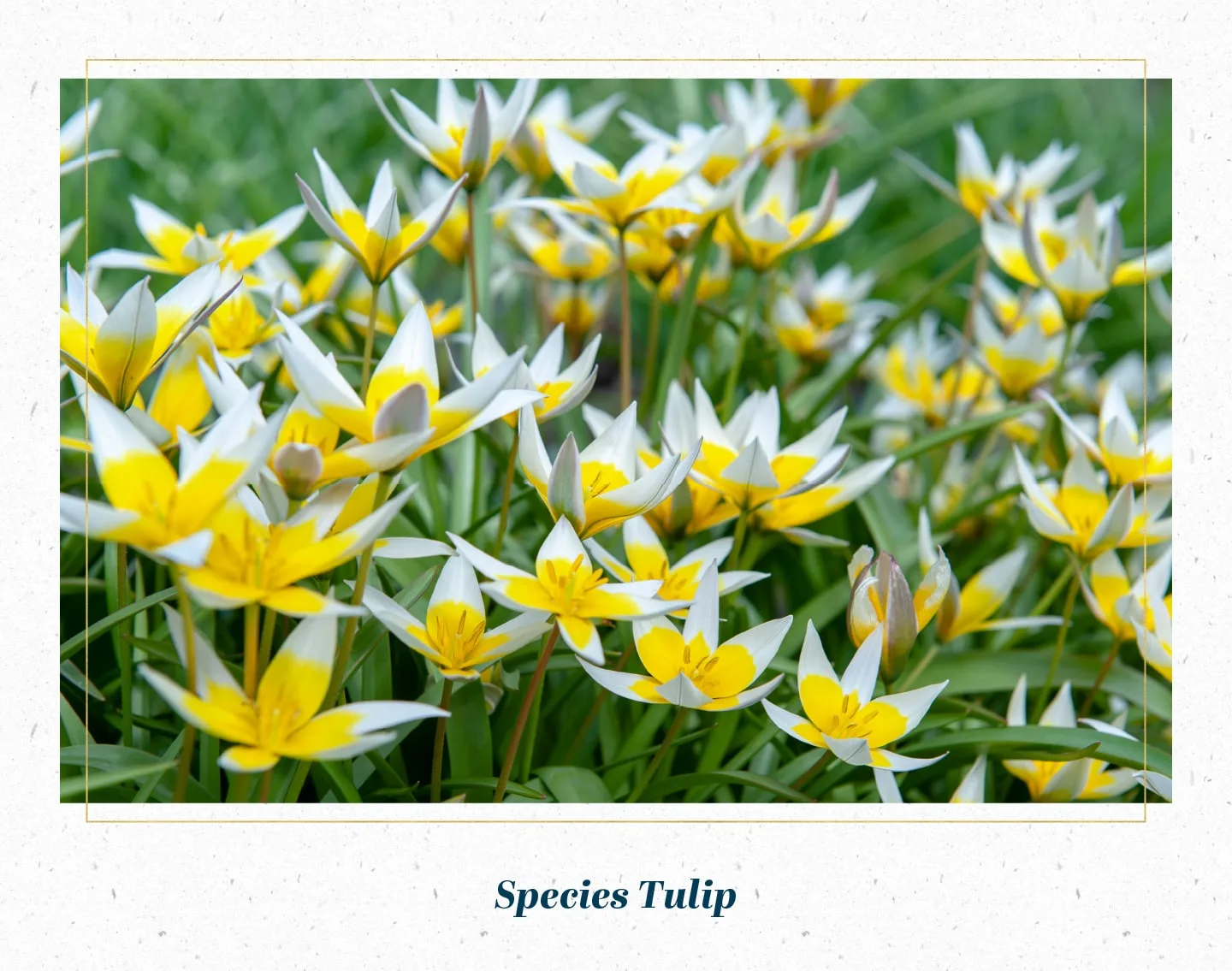 species-tulip-min