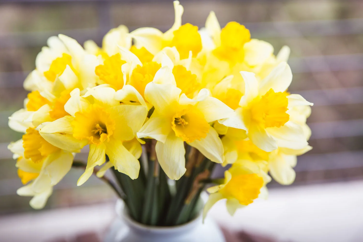 daffodils-sympathy