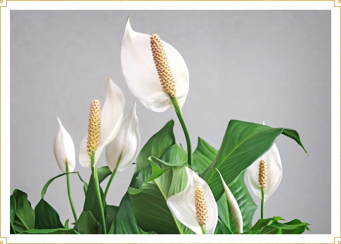 06-peace-lilies