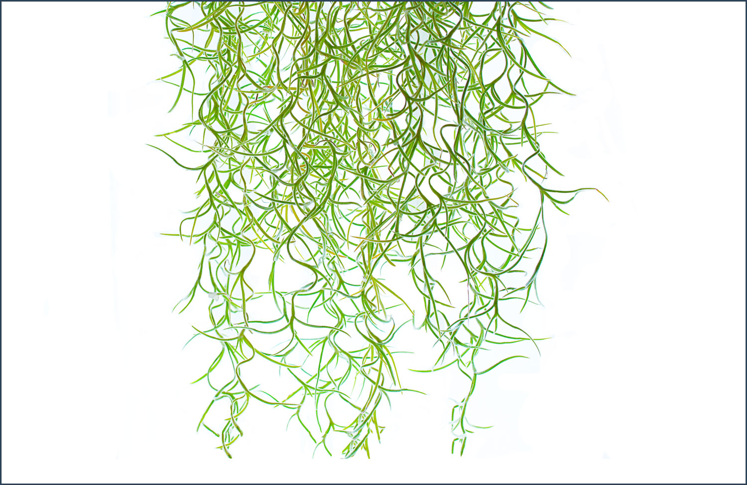 Tillandsia usneoides (Spanish Moss) image