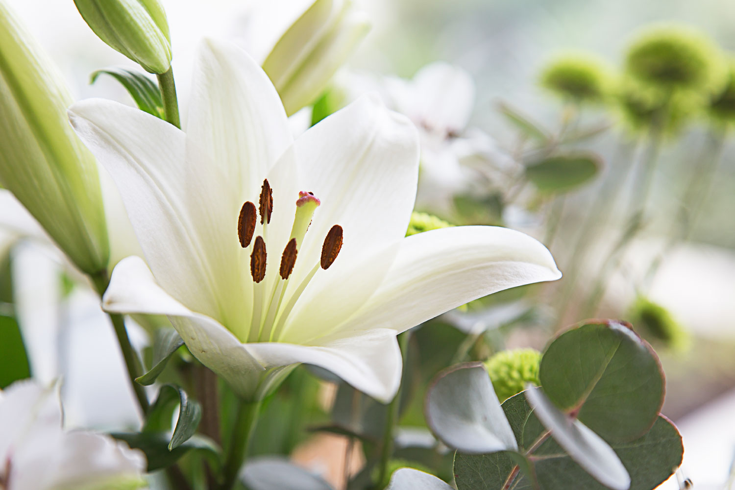 Lily Flowers 60 Stems