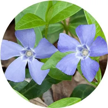 blue-corydalis-flexuosa