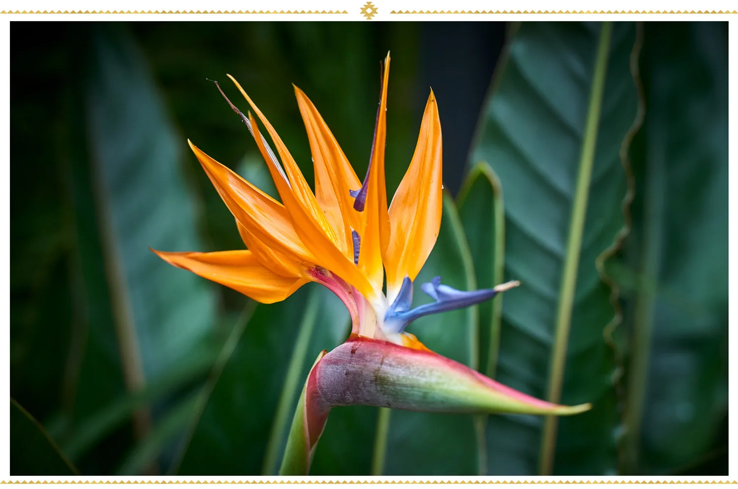 mexican-flowers-birds-of-paradise