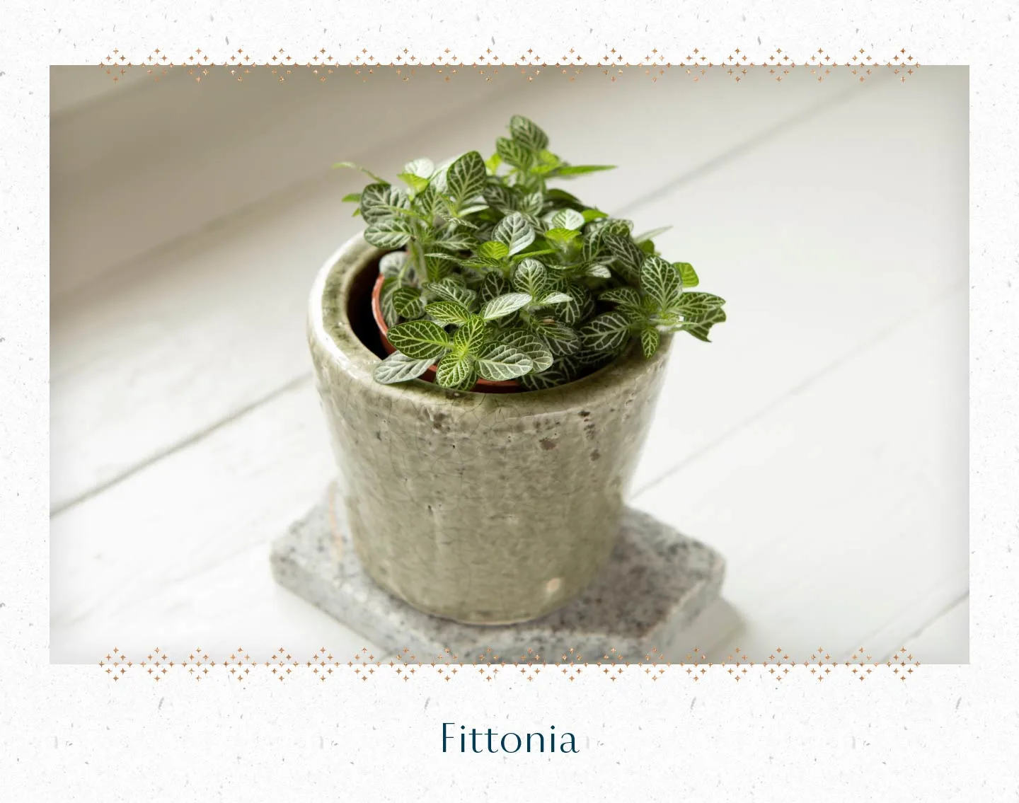 fittonia