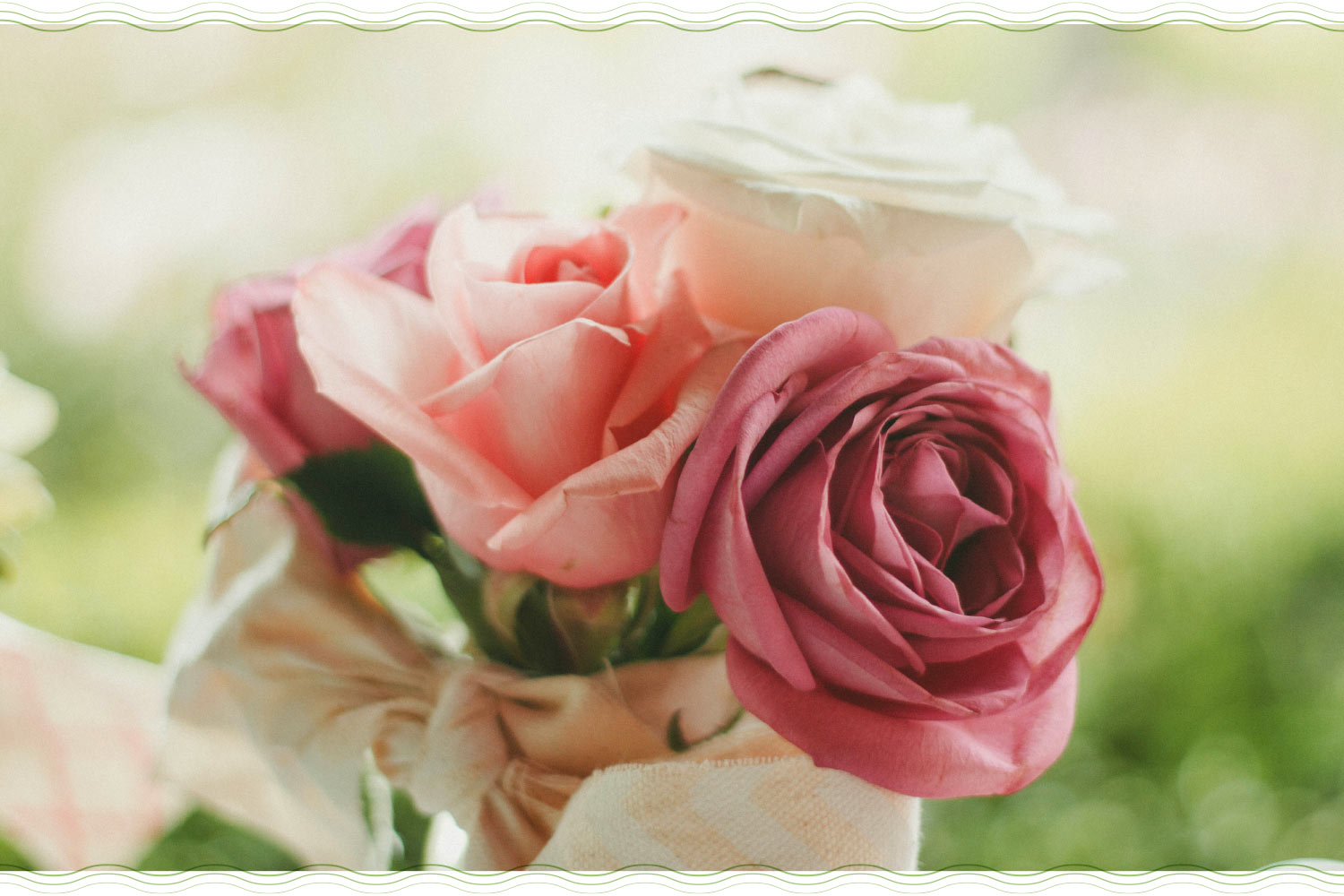 close up image of three pink roses