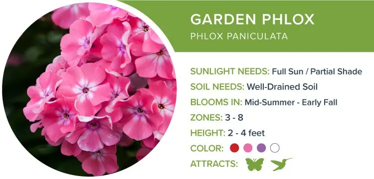 image24-garden-phlox