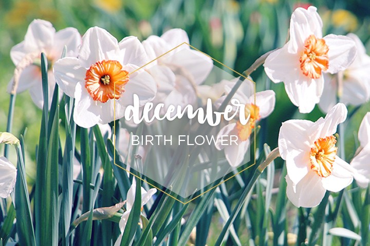 december birth month flower