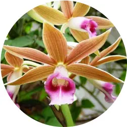 Orchid Care Guide: Care Instructions for 23 Popular Orchids