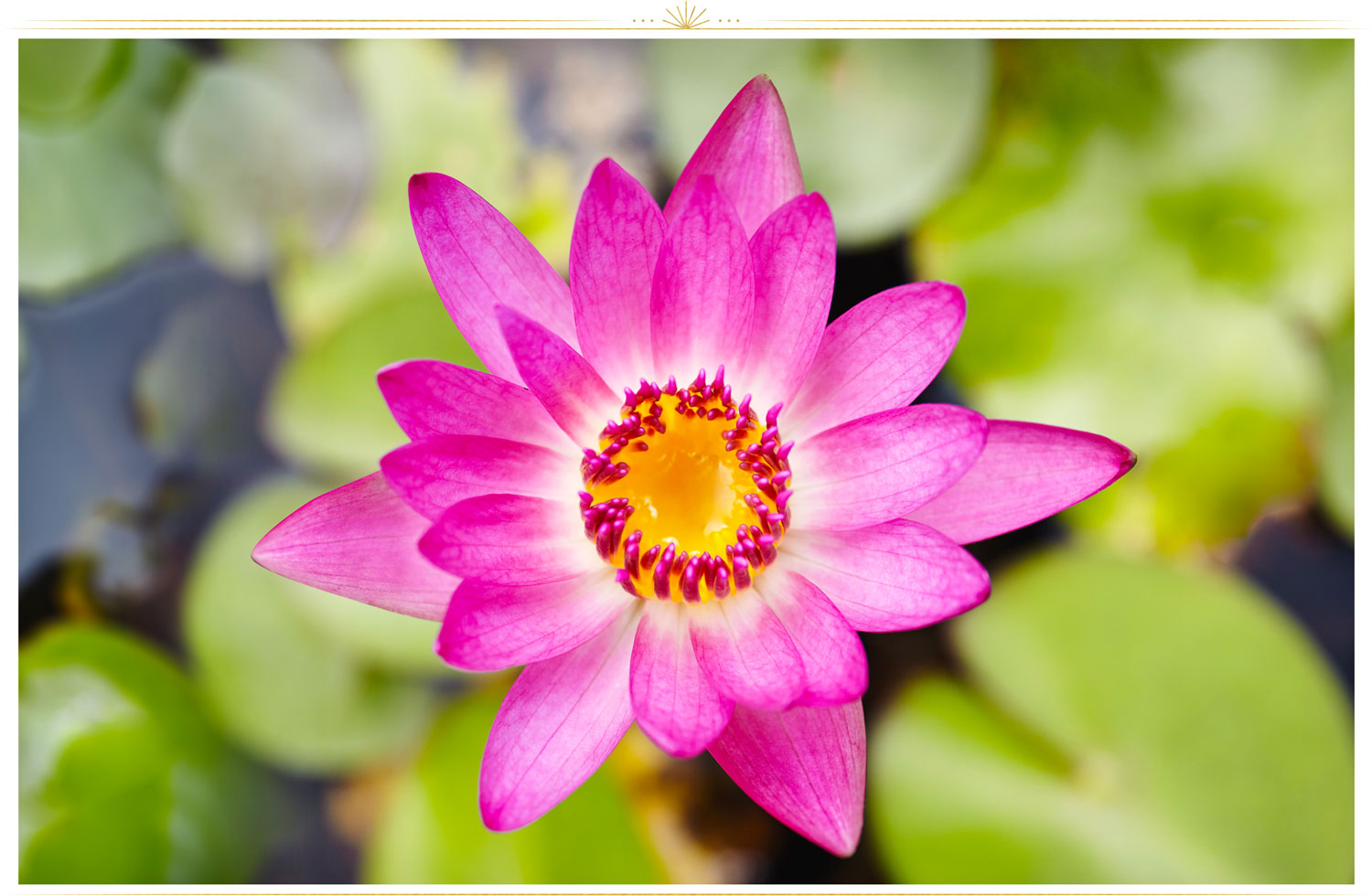 image of pink Lotus (Nelumbo nucifera)
