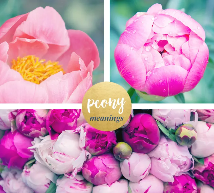 Peony Meaning and Symbolism