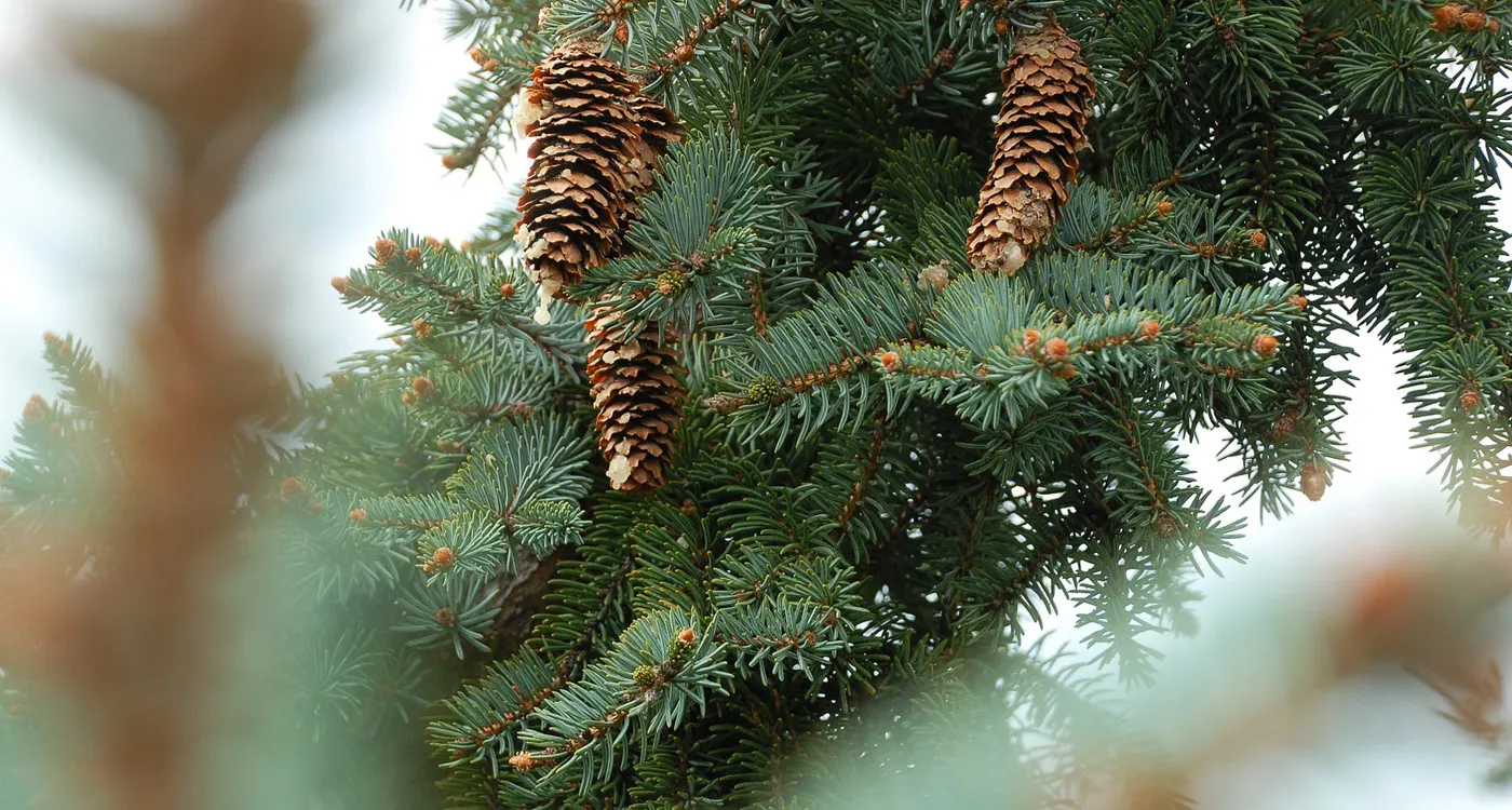 Maine State Flower - The White Pine Cone