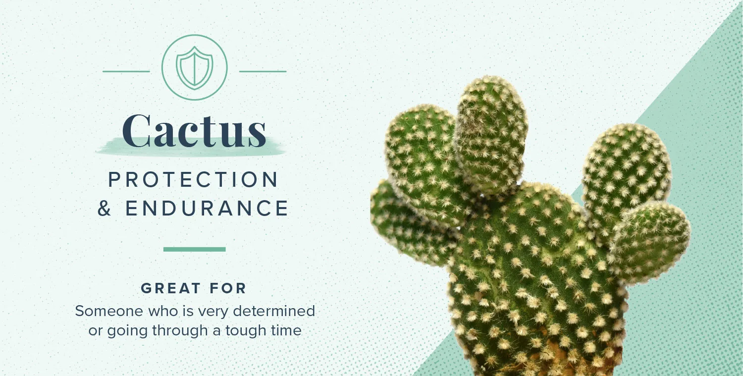 plant-symbolism-03-cactus