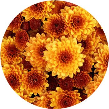 35 Types of Orange Flowers: Identification & Photos