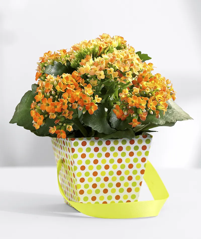 7-12 No-Green-Thumb-Needed Image Kalanchoe