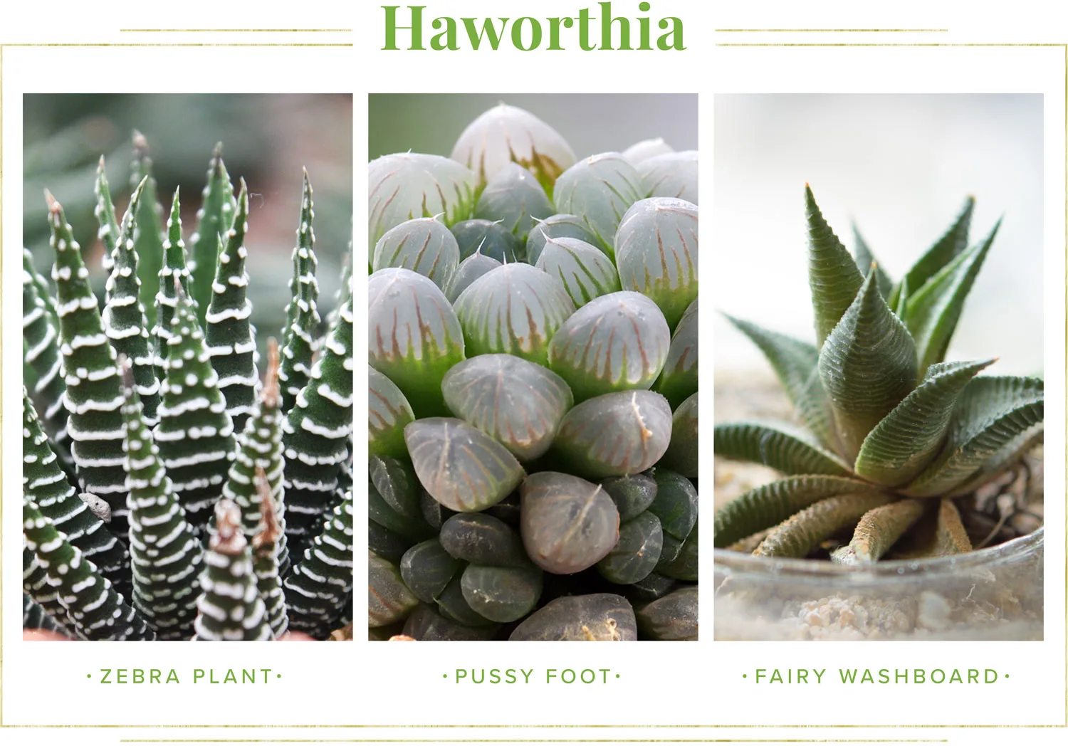 succulent-care-guide-haworthia-1