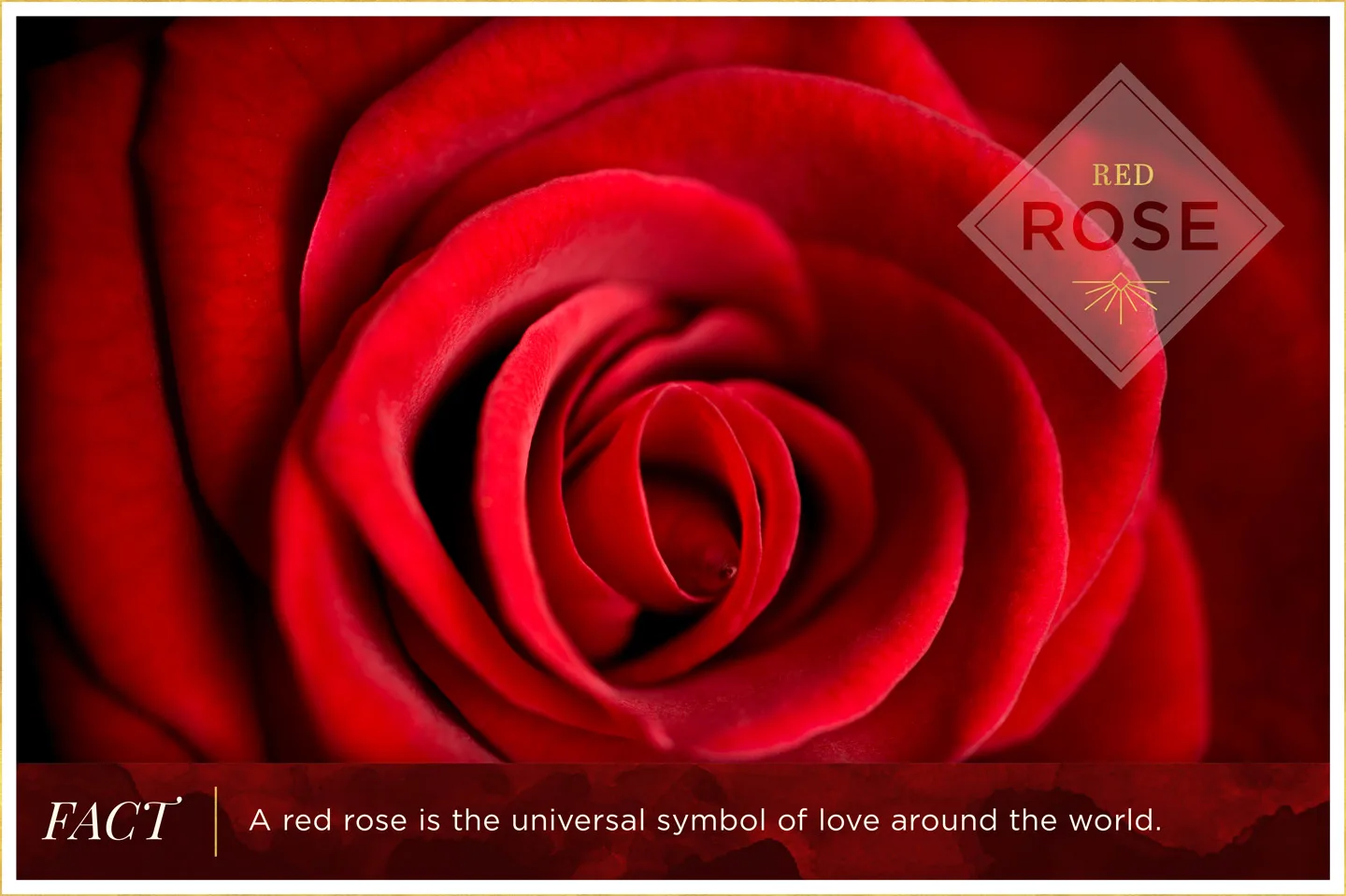 red-rose-meaning