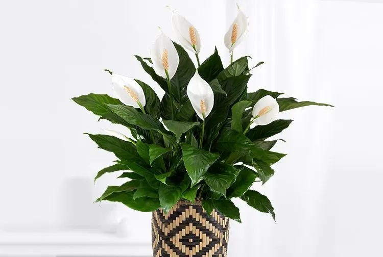 peace-lily-care-1