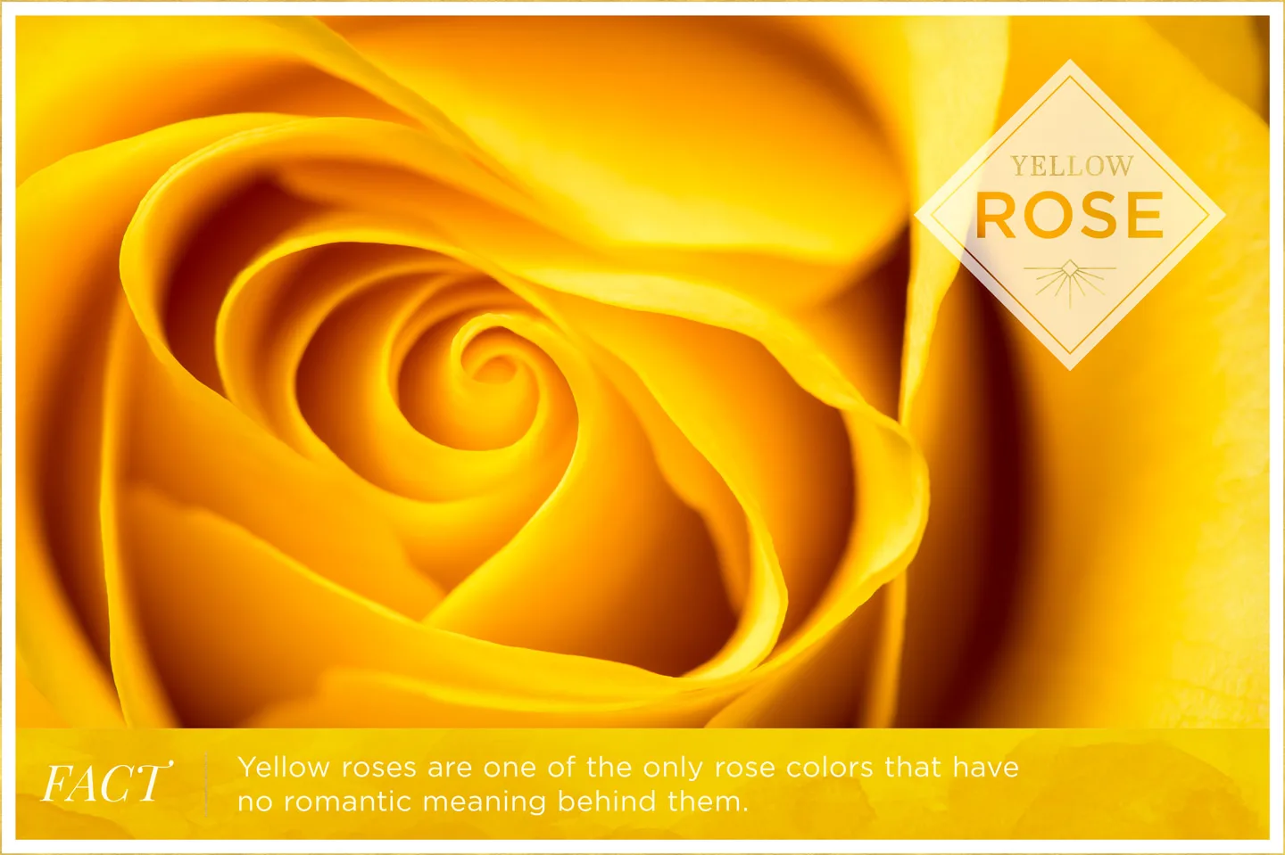 yellow-rose-meaning