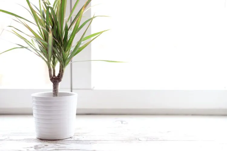 How to Care for Dracaena: Growing Information and Tips