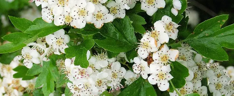 Missouri State Flower - The White Hawthorn Blossom