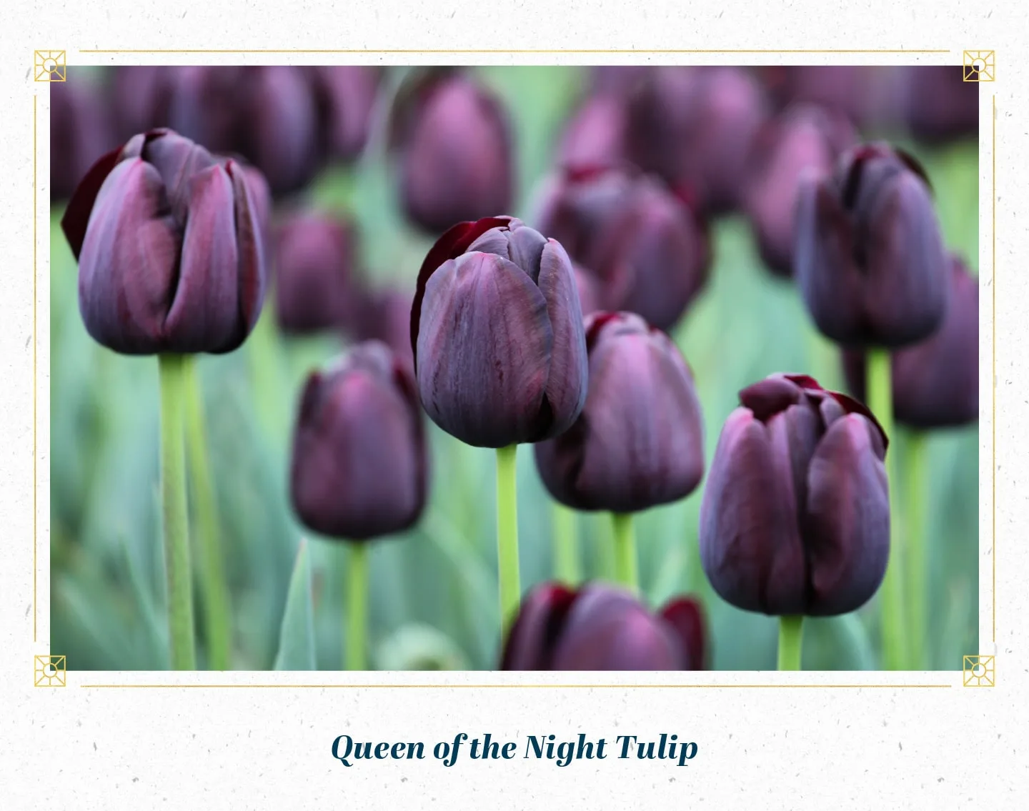 queen-of-the-night-tulip-min