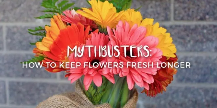 Mythbusters: How to Keep Flowers Fresh Longer