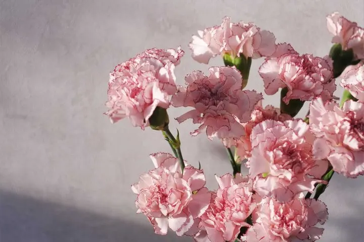 romantic-carnation-720x480