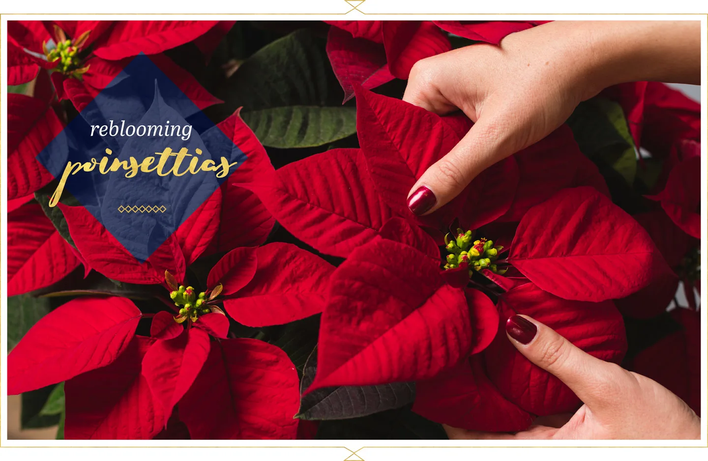 Poinsettia Care Guide: Tips and Tricks