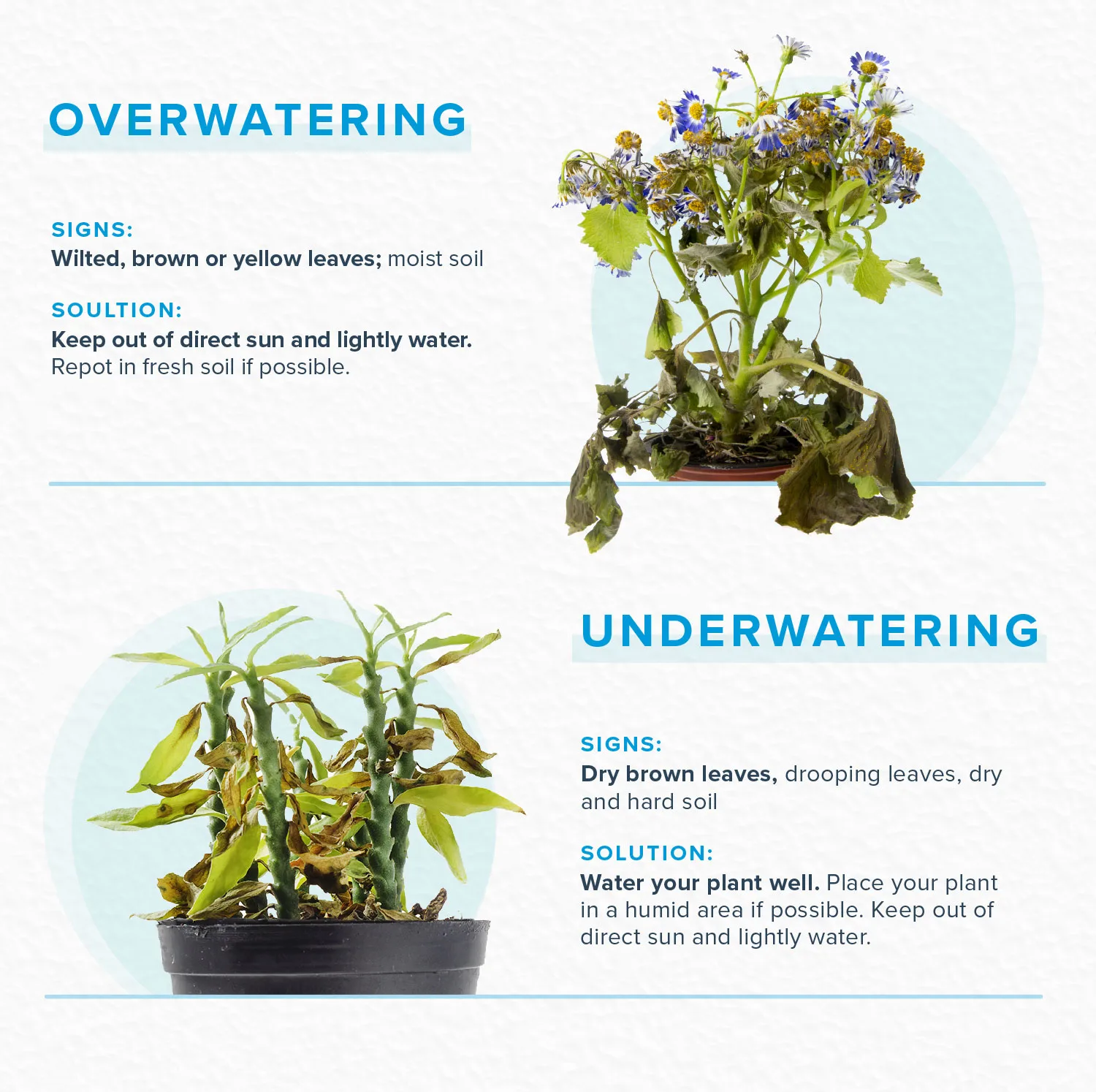 How to Revive a Plant ProFlowers