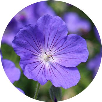 41 Types Of Blue Flowers Proflowers Blog