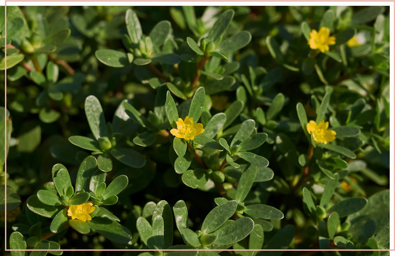 flowering-weeds-and-unexpected-beauty-12-purslane