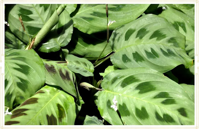 Prayer Plant Care Guide Growing Info Tips Proflowers Blog 7067