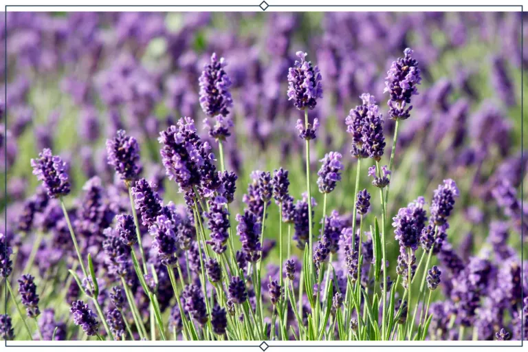 12 Types of Lavender + Growing Info - ProFlowers Blog