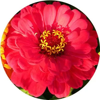 Zinnia