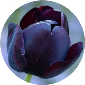 black-tulipa