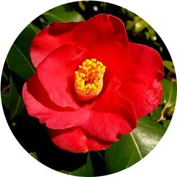 Camellia