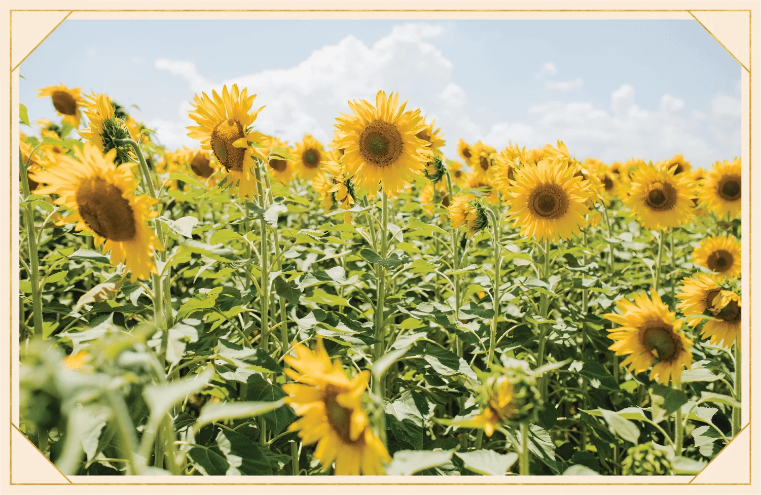 6-sunflower-facts