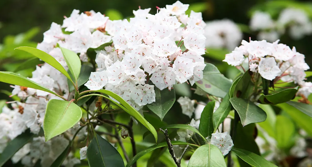 Pennsylvania State Flower - The Mountain Laurel - ProFlowers Blog