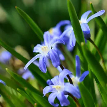 star-hyacinth-682369