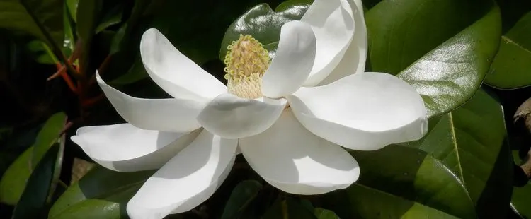 Louisiana State Flower - The Magnolia