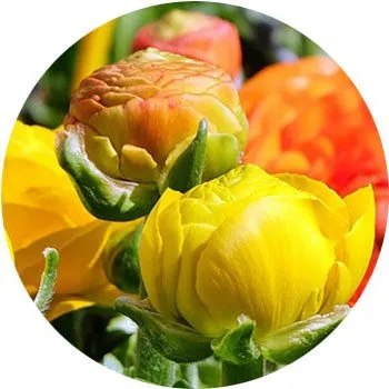 yellow-ranunculus