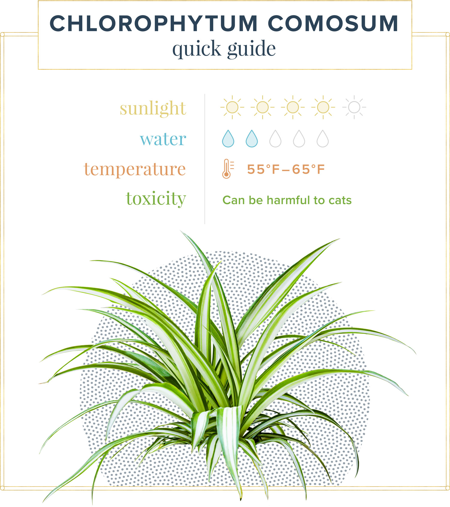 The complete guide to caring for spider plants - Gardening4Joy