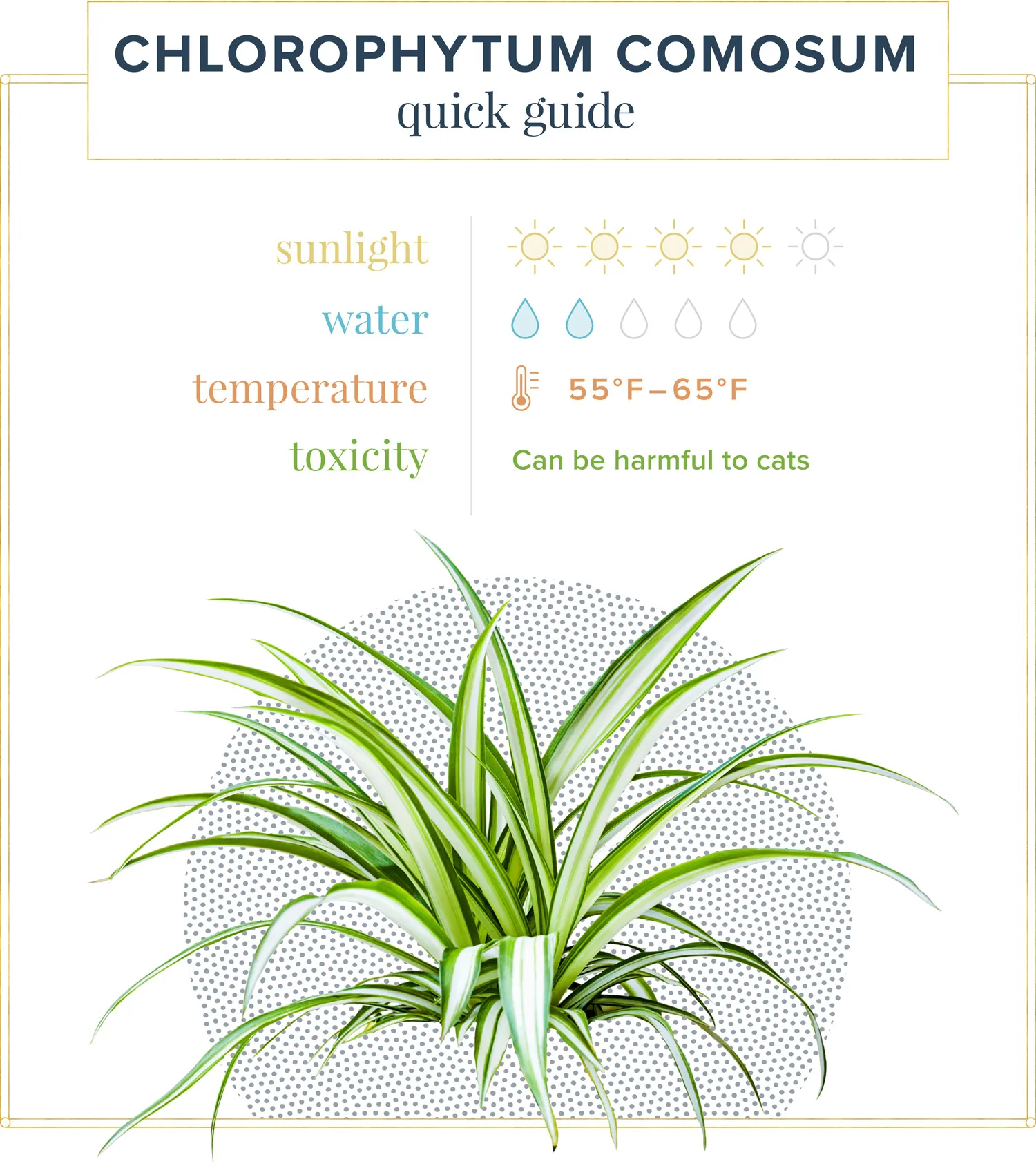 spider-plant-care-quick-guide