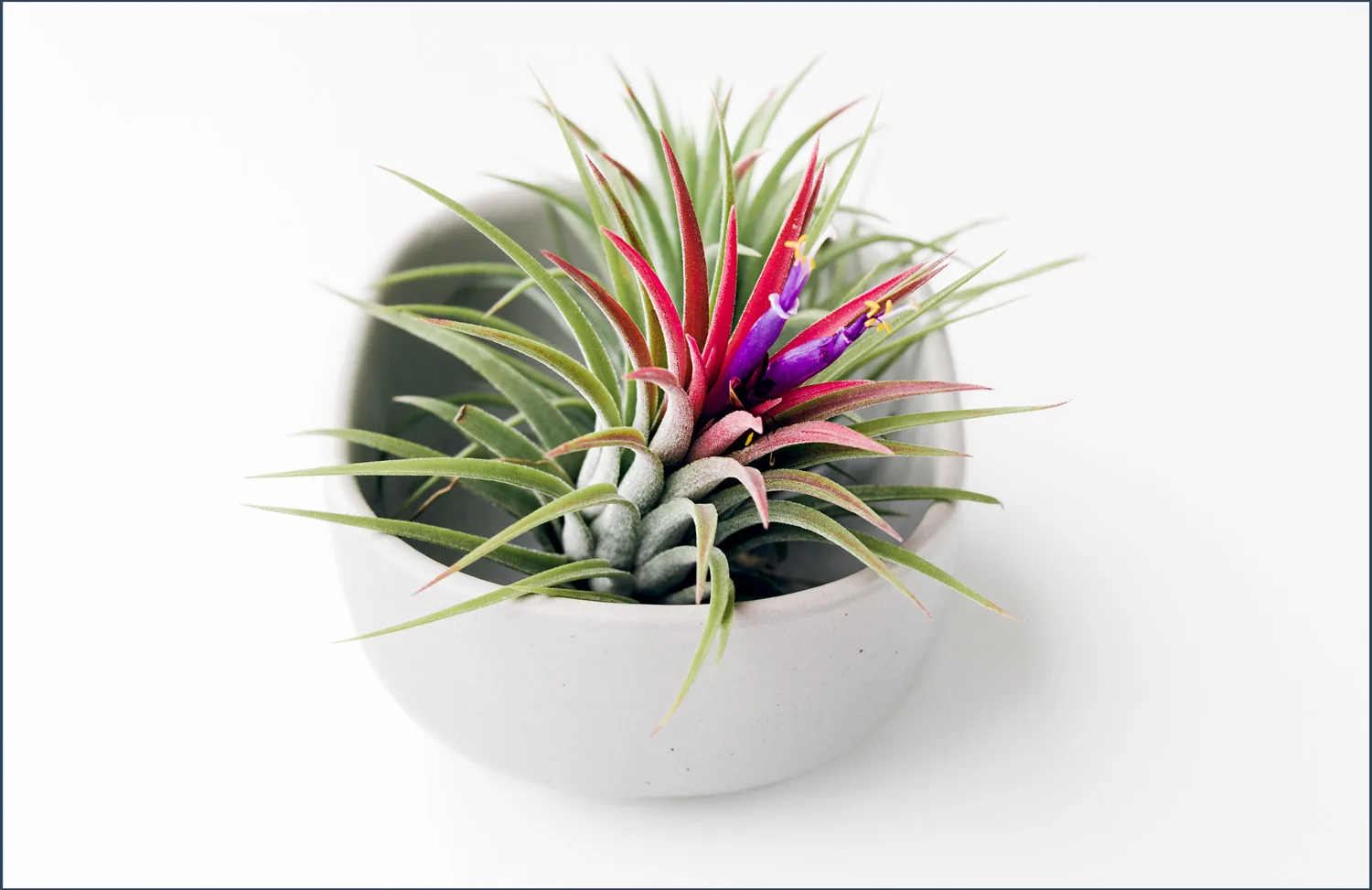 air-plant-care-post-image1-1